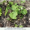 aristolochia steupii hostplant3